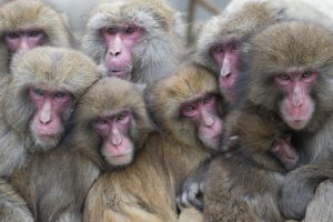 Yakei la primera hembra líder/alfa - Yakei la primera hembra líder/alfa