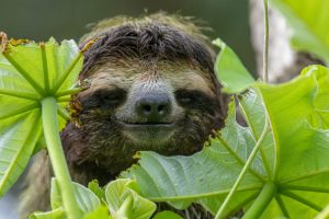 Descubren que hormigas reparan - Descubren que hormigas reparan