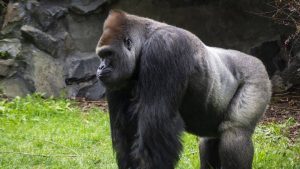 Murió el ejemplar gorila macho - Murió el ejemplar gorila macho