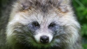 Encuentran virus desconocidos en animales - Encuentran virus desconocidos en animales