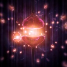 Hechos increíbles del Cerebro Humano 17 -