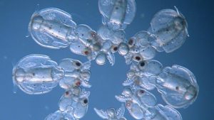 Esta semana en la ciencia del 3 al 9 de agosto 2020 2 -