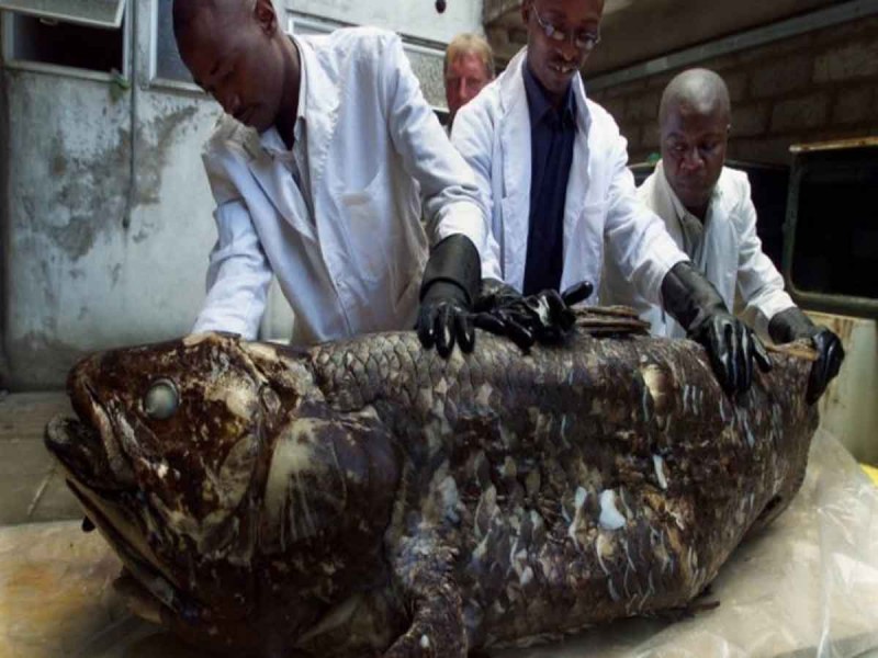 Los celacantos aparecieron durante el Periodo Devónico, hace unos 400 millones de años, unos 170 millones de años antes de los dinosaurios.