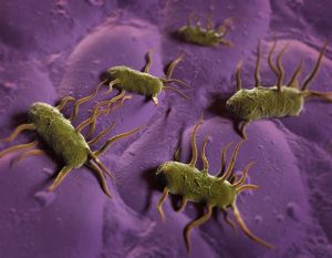 Científicos británicos crean bacteria - Científicos británicos crean bacteria