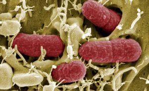 Científicos británicos crean bacteria - Científicos británicos crean bacteria