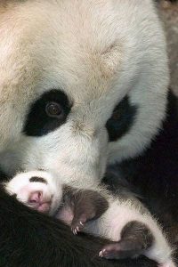 China retira de la lista - China retira de la lista