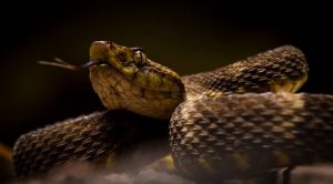 Crean bioadhesivo con veneno de serpiente - Crean bioadhesivo con veneno de serpiente