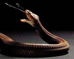 Crean bioadhesivo con veneno de serpiente - Crean bioadhesivo con veneno de serpiente