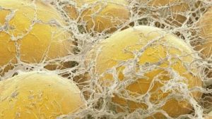 En la investigación el grupo de ratones - En la investigación el grupo de ratones