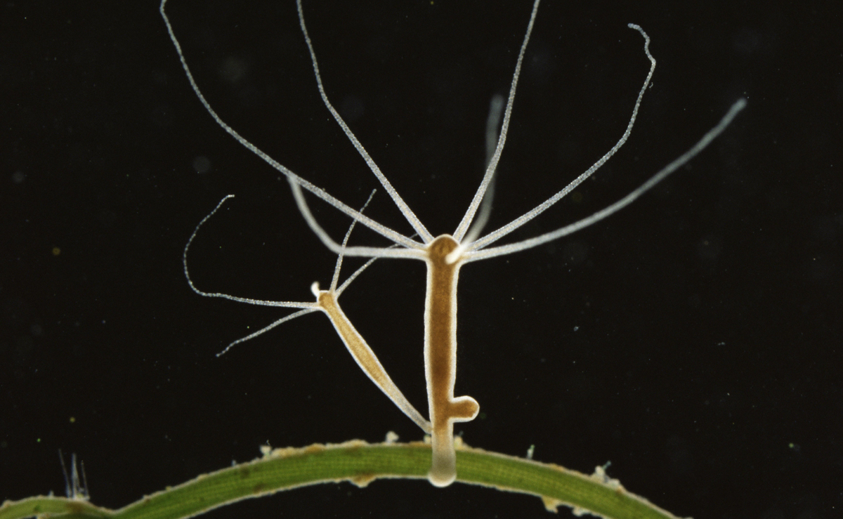 Descubre los 10 animales más longevos de la Tierra. ¡Te sorprenderás!