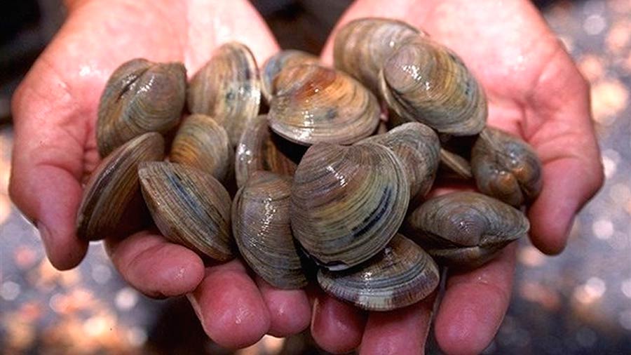 Descubre los 10 animales más longevos de la Tierra. ¡Te sorprenderás!