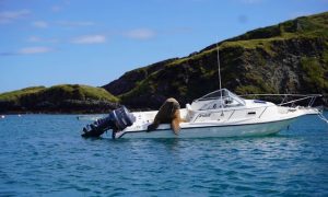 ‘Wally’ la morsa que se quedó dormida - ‘Wally’ la morsa que se quedó dormida