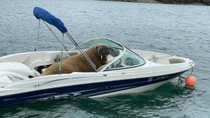 ‘Wally’ la morsa que se quedó dormida - ‘Wally’ la morsa que se quedó dormida
