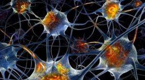 Un equipo de científicos desarrolló un modelo neuronal capaz de almacenar recuerdos. 2 Un equipo de científicos - Un equipo de científicos
