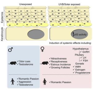 Radiación ultravioleta de la luz solar - Radiación ultravioleta de la luz solar