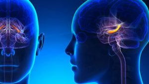 Descubren señal cerebral que enlaza - Descubren señal cerebral que enlaza