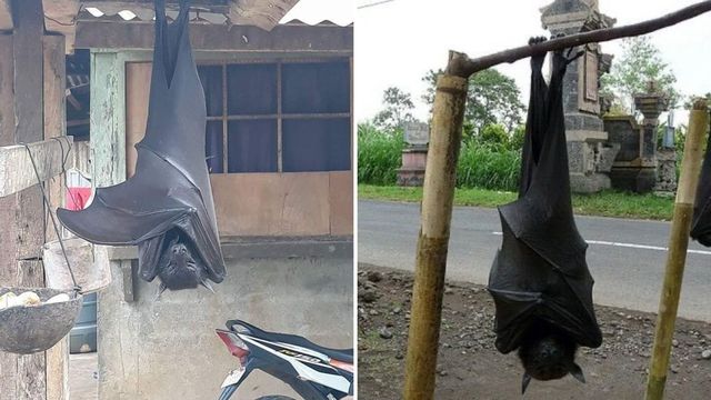 animales extraños - animales extraños