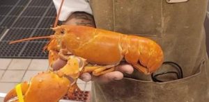 Encuentran langosta con peculiar - Encuentran langosta con peculiar