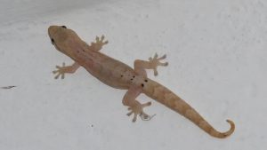 Descubren terapia con capacidad - Descubren terapia con capacidad