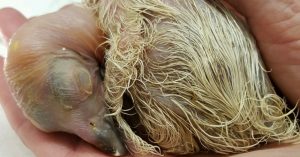 Nacen 2 polluelos de cóndor - Nacen 2 polluelos de cóndor