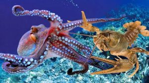 Pulpos langostas y cangrejos serán - Pulpos langostas y cangrejos serán