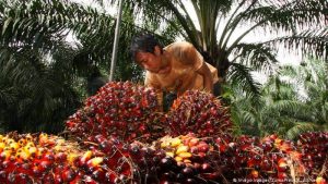 Ácido presente en aceite de palma - Ácido presente en aceite de palma