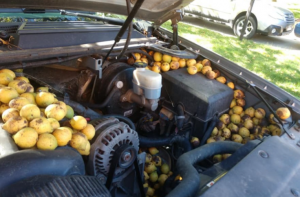 Ardillas almacenan más de 100 kilogramos - Ardillas almacenan más de 100 kilogramos