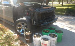 Ardillas almacenan más de 100 kilogramos - Ardillas almacenan más de 100 kilogramos