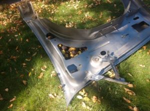 Ardillas almacenan más de 100 kilogramos - Ardillas almacenan más de 100 kilogramos