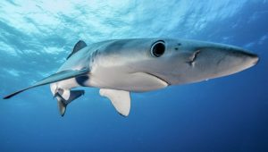 semana en la ciencia - semana en la ciencia