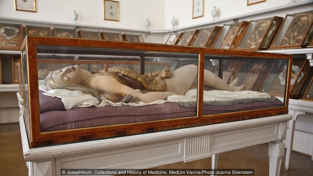 venus anatómica - venus anatómica