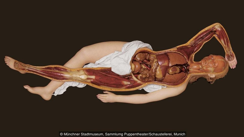 venus anatómica - venus anatómica