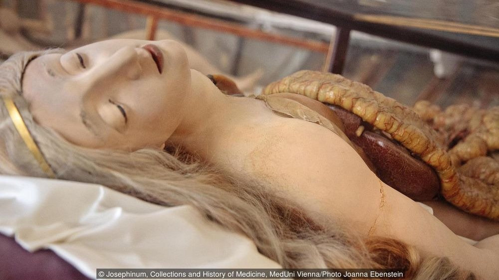 venus anatómica - venus anatómica