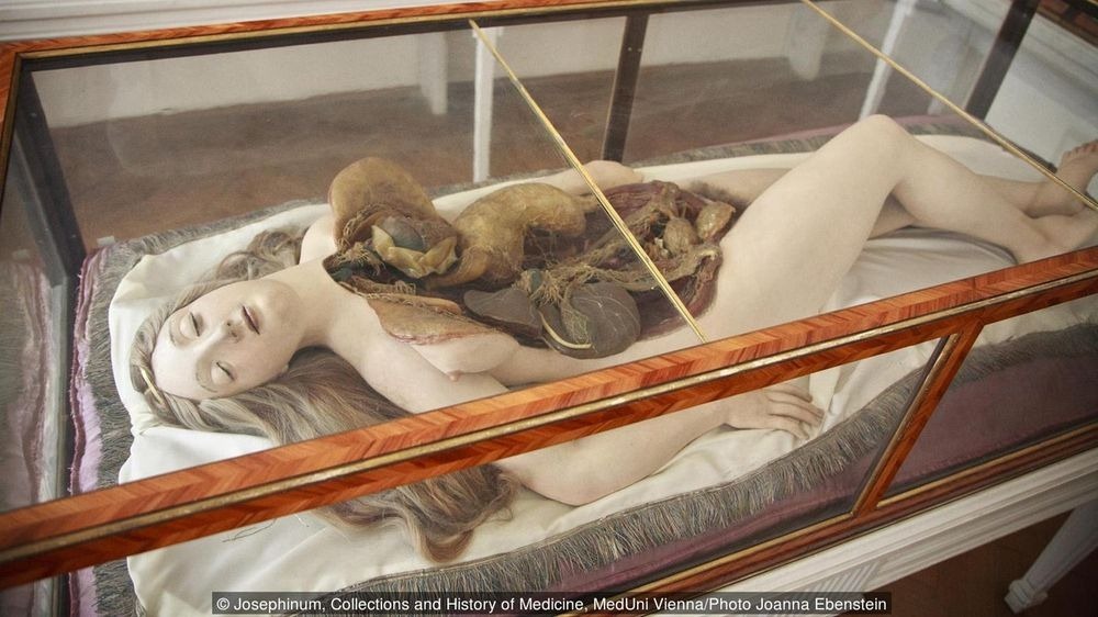 venus anatómica - venus anatómica