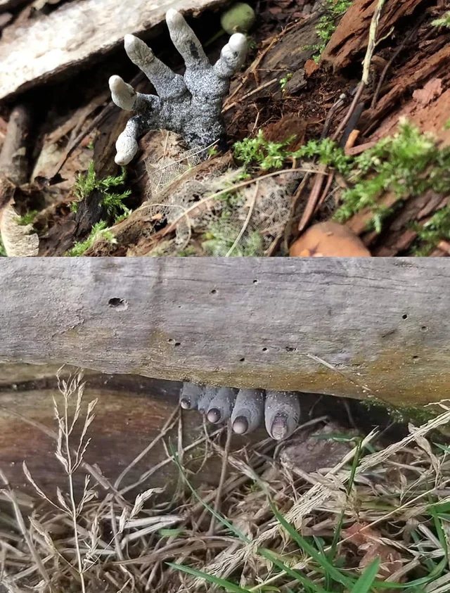 animales extraños - animales extraños