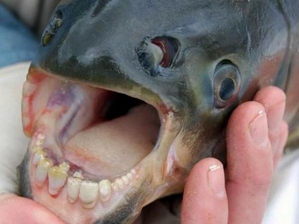 animales extraños - animales extraños