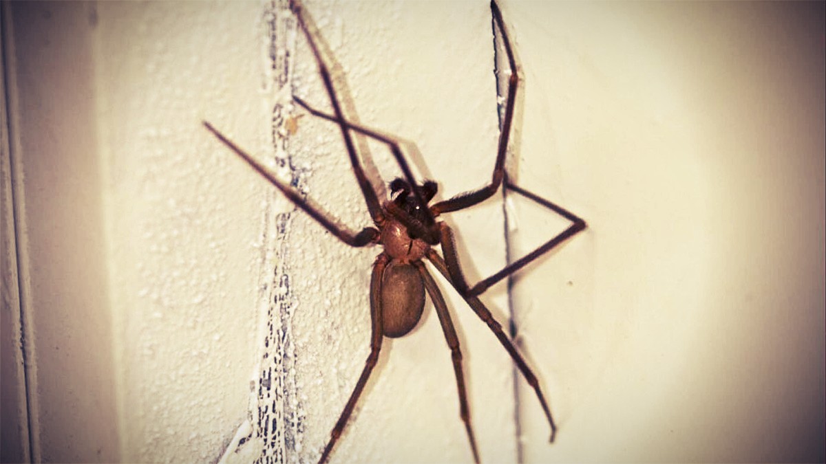 Arañas violinistas: Cómo actuar ante este peligroso insecto