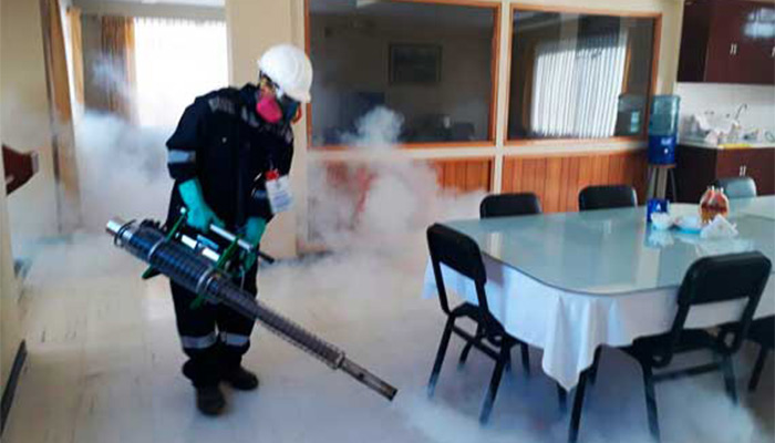 Cucarachas Blancas: ¿Por qué nos topamos con estos insectos?