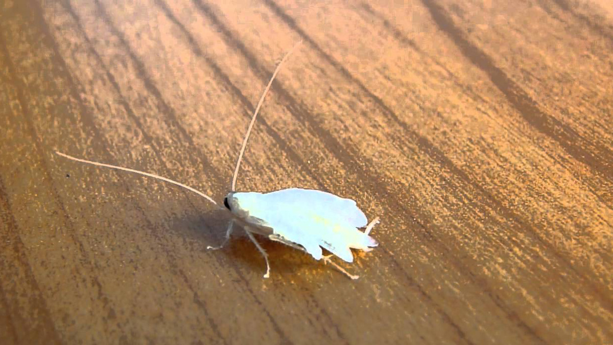 Cucarachas Blancas: ¿Por qué nos topamos con estos insectos?