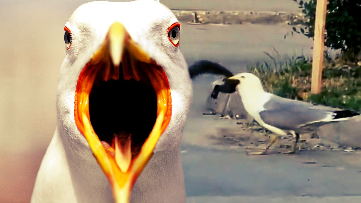 Gaviota es grabada engullendo a una ardilla entera