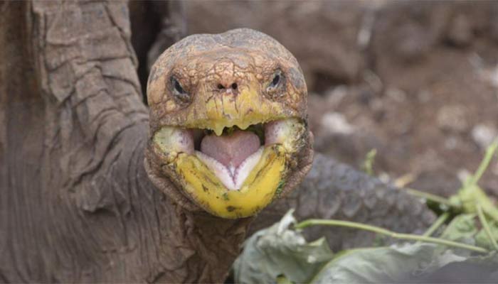 La tortuga semental que fecundó más de 800 crías y salvó a su especie de la extinción