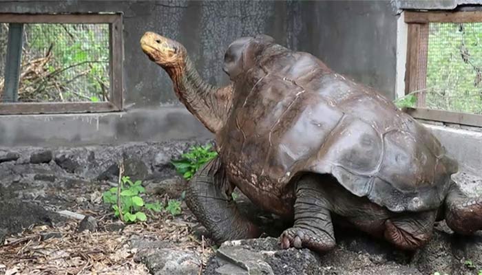 La tortuga semental que fecundó más de 800 crías y salvó a su especie de la extinción