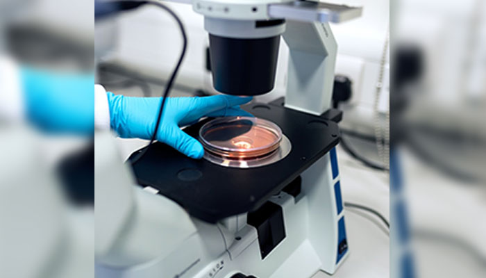 Ratones con mini astas de ciervos: Científicos las hicieron crecer en un hito sin precedentes