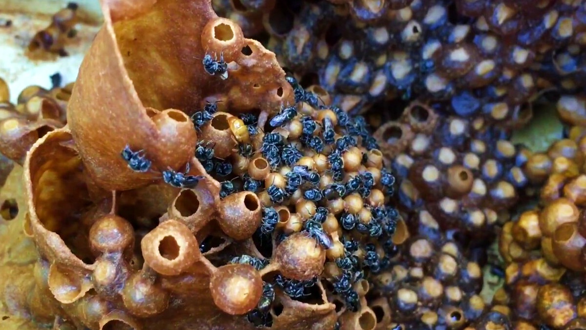 Australian stingless bees: creators of the world’s most complex honeycombs