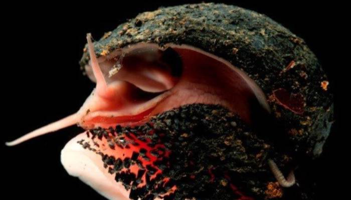 Animales sorprendentes: tan increíbles que no creerás que existen