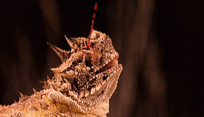 Animales sorprendentes: tan increíbles que no creerás que existen