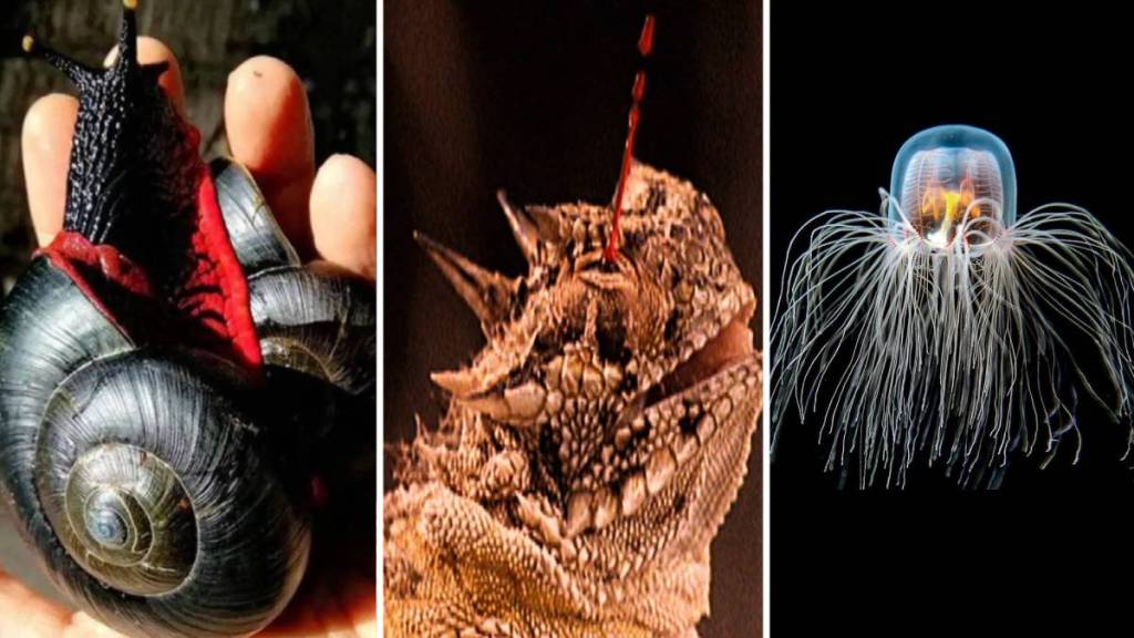 Animales sorprendentes: tan increíbles que no creerás que existen