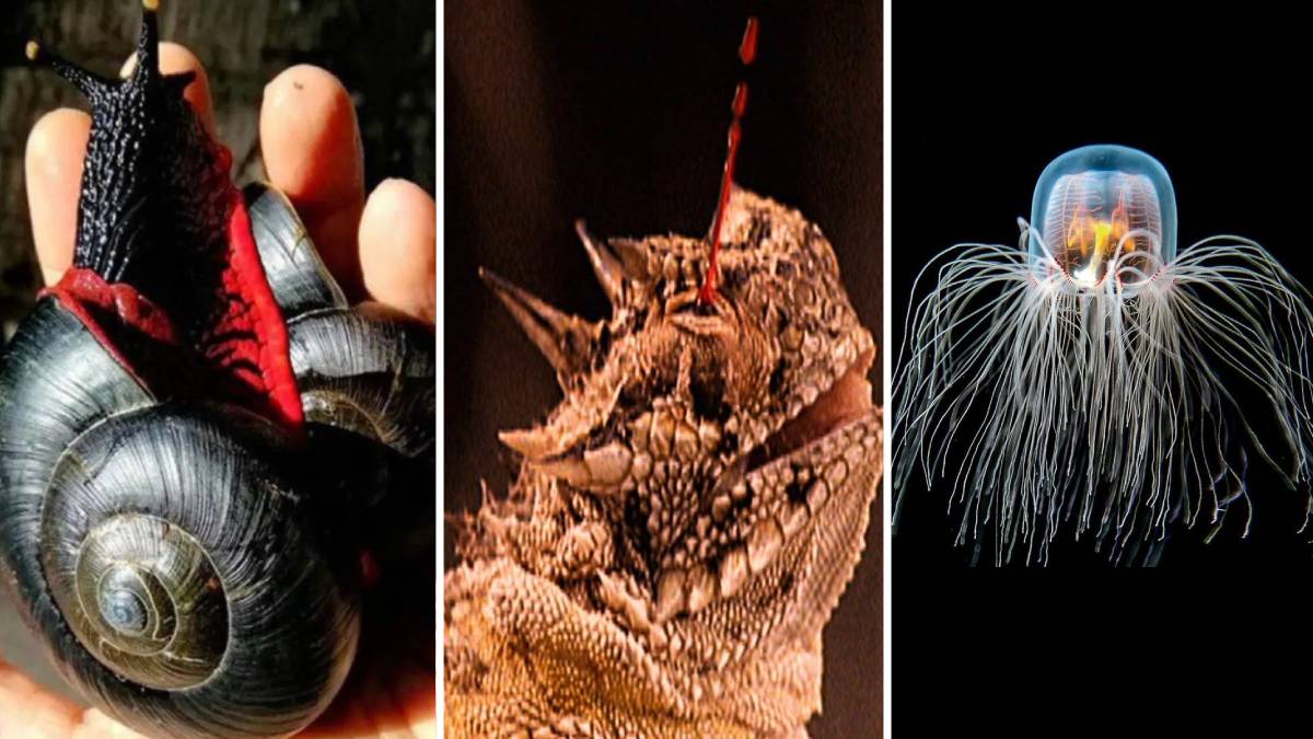 Animales sorprendentes: tan increíbles que no creerás que existen