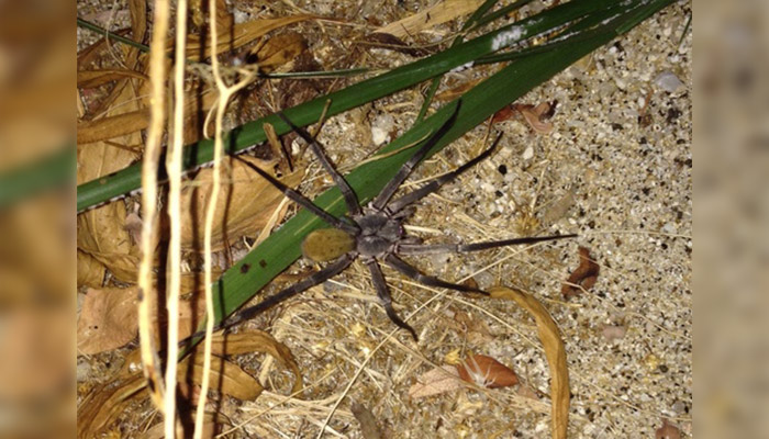 Arañas del tamaño de pelotas de softball descubiertas en minas abandonadas de México
