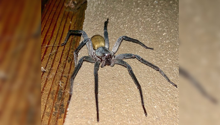 Arañas del tamaño de pelotas de softball descubiertas en minas abandonadas de México